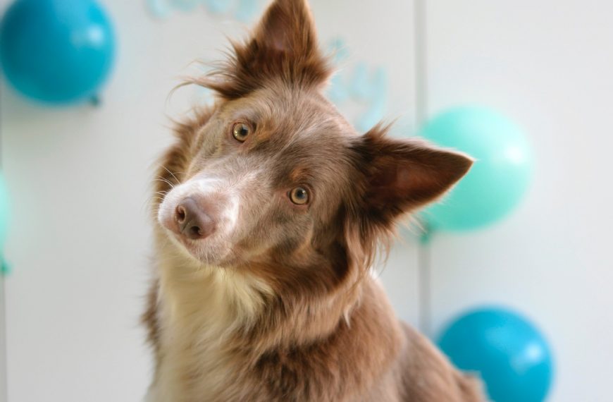 El significado detrás de las acciones de tu perro