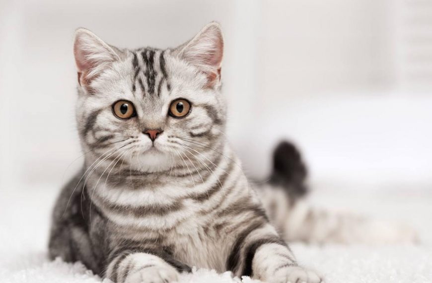 El significado detrás de los maullidos de gatos