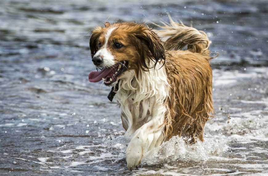 El sudor de los perros: ¿por qué y cómo funciona?