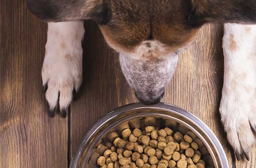 ¿El yogur es bueno para los perros?