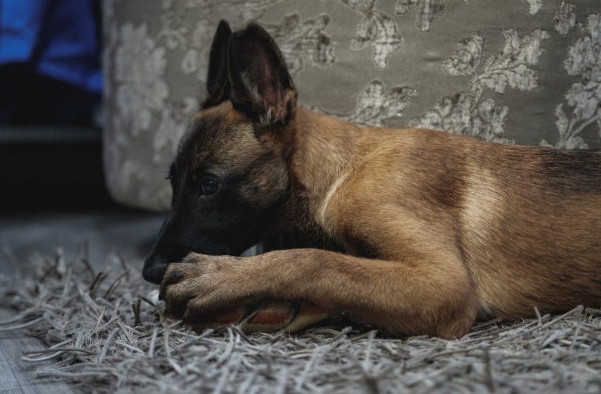 ElPorqué de las lamidas de las patas de mi perro