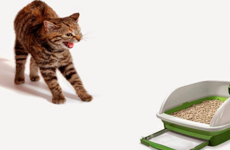 Es bueno ponerle ropa a los gatos