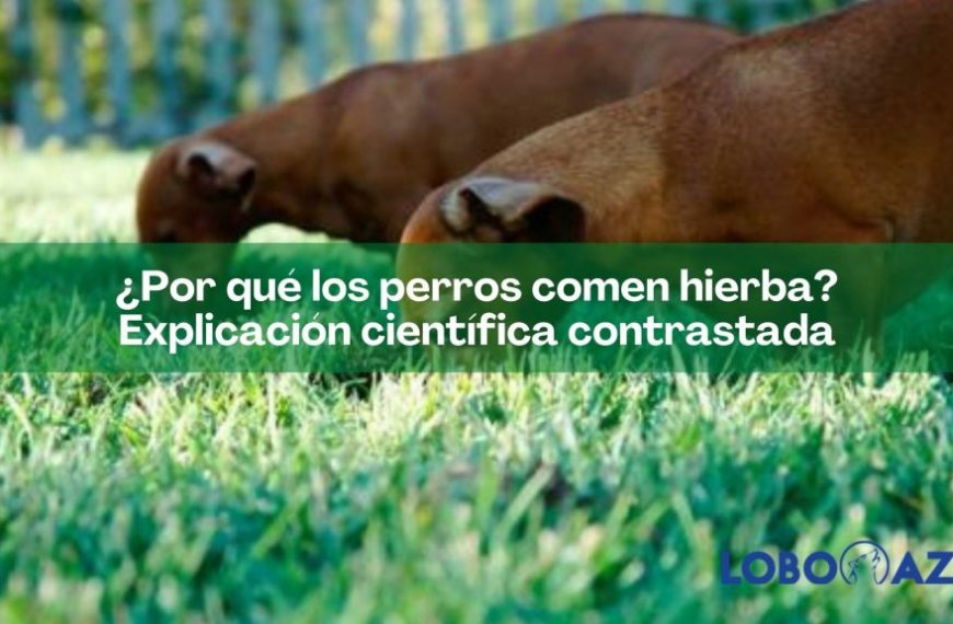 Es bueno que los perros comen hierba