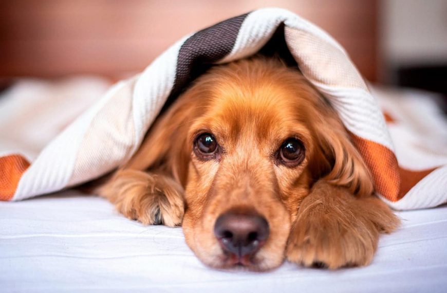 Es normal que mi perro vomite después de la anestesia?