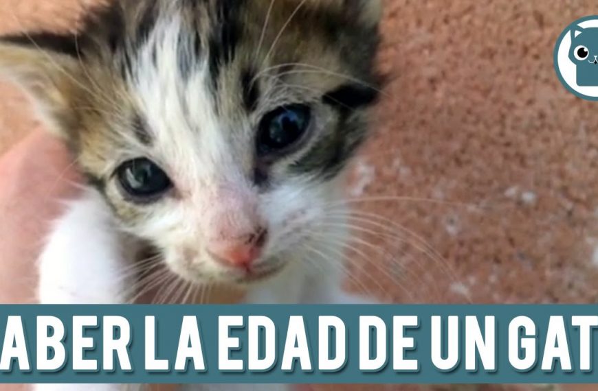 Las edades aproximadas para el destete de gatos