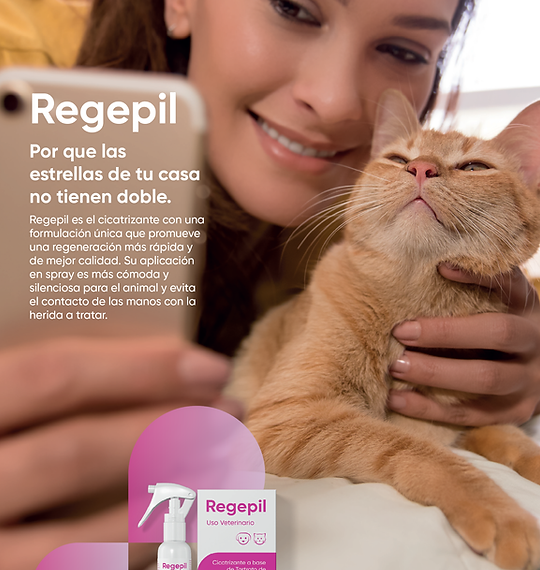 Las mejores maneras de curar heridas en gatos
