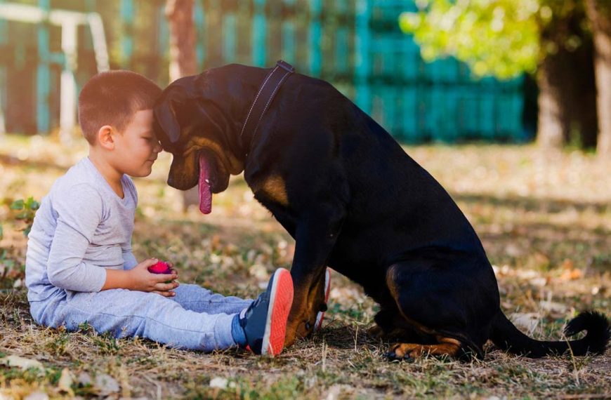 Las mejores razas de perros para criar