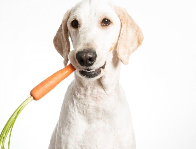 Las plantas pueden ser una buena fuente de nutrientes para los perros.