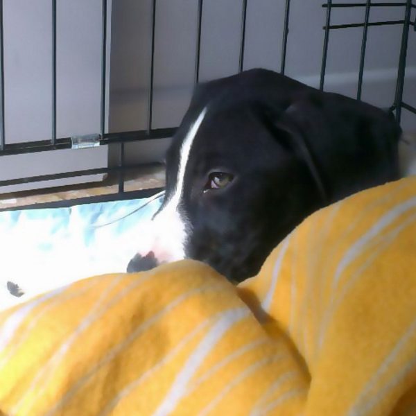 Las vacunas que protegen a nuestros perros de enfermedades graves