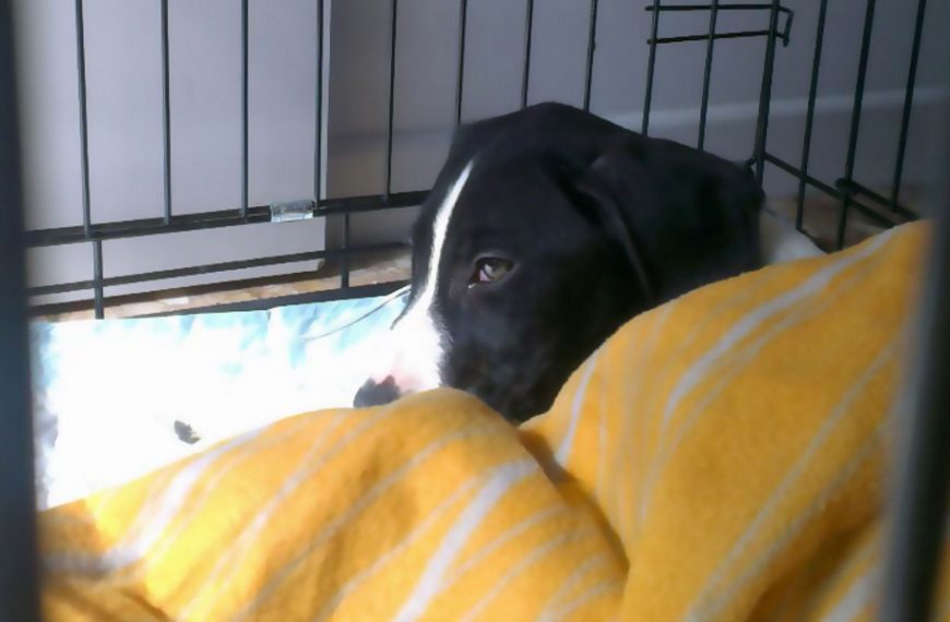 Las vacunas que protegen a nuestros perros de enfermedades graves