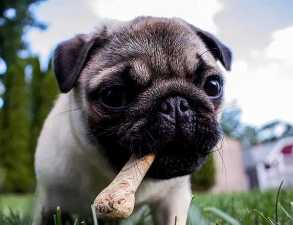 Los beneficios de darle huesos a tu perro