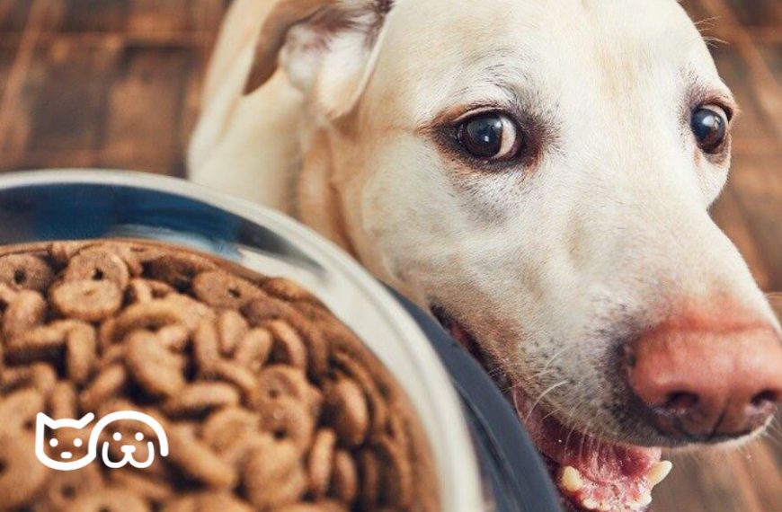 Los beneficios de vaciar las glándulas anales de los perros