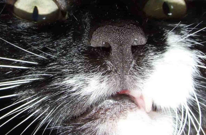 Los bigotes del gato son una parte de su anatomía que tiene diversas funciones.