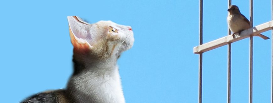 Los cascabeles para gatos: ¿bueno o malo?