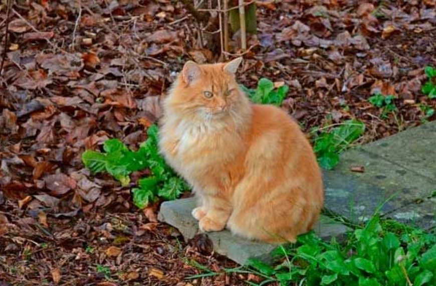 Mi gato solo en casa: ¿qué hacer?