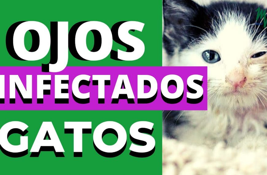 Mi gato tiene ojos llorosos y estornuda: ¿Qué puedo hacer?