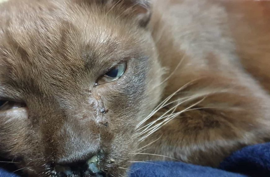 Mi gato tiene un problema con la saliva