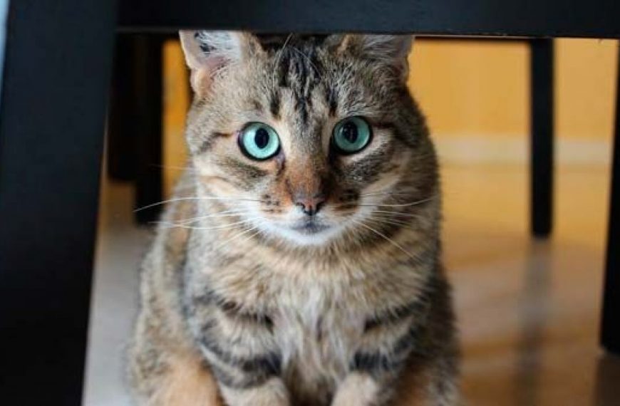 Mi gato tiene un problema en el ano: le salen cosas blancas