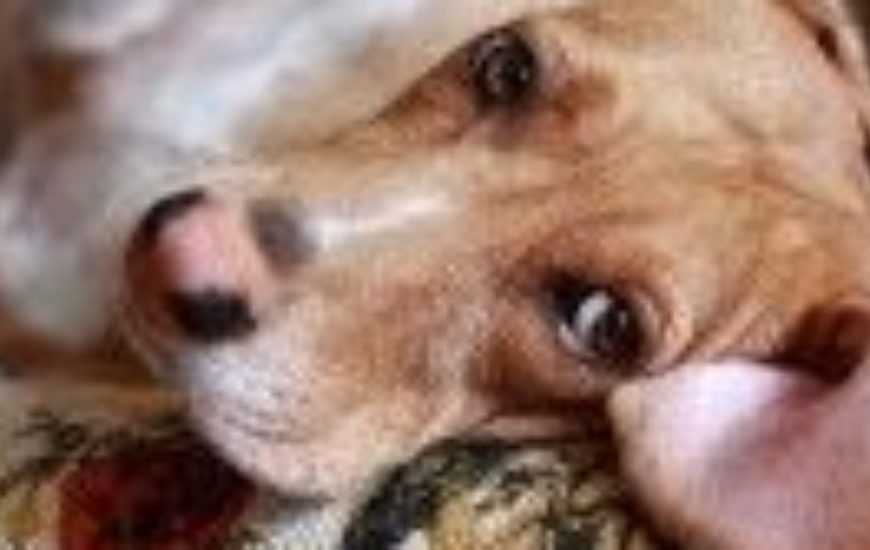 Mi perra tiene mucha barriga