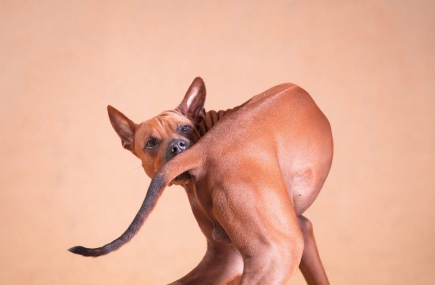 Mi perro de repente no levanta la cola: ¿qué puedo hacer?