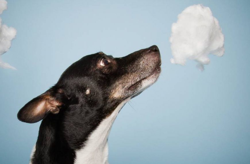 Mi perro huele el aliento a pescado