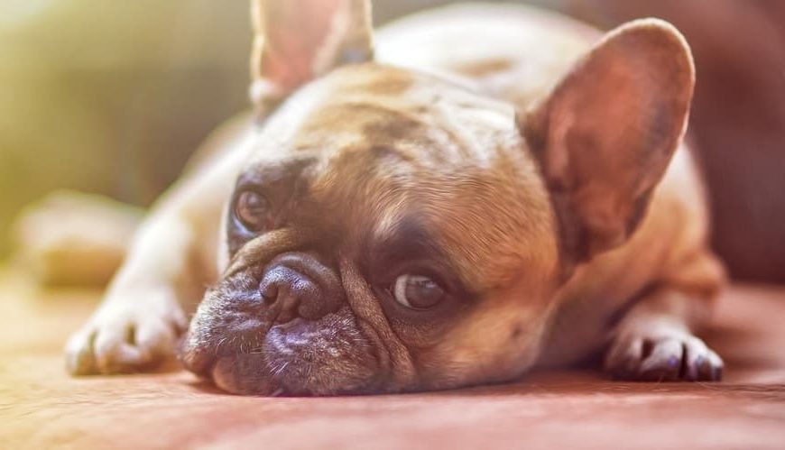 Mi perro puede ser confiscadoPor ladrar?