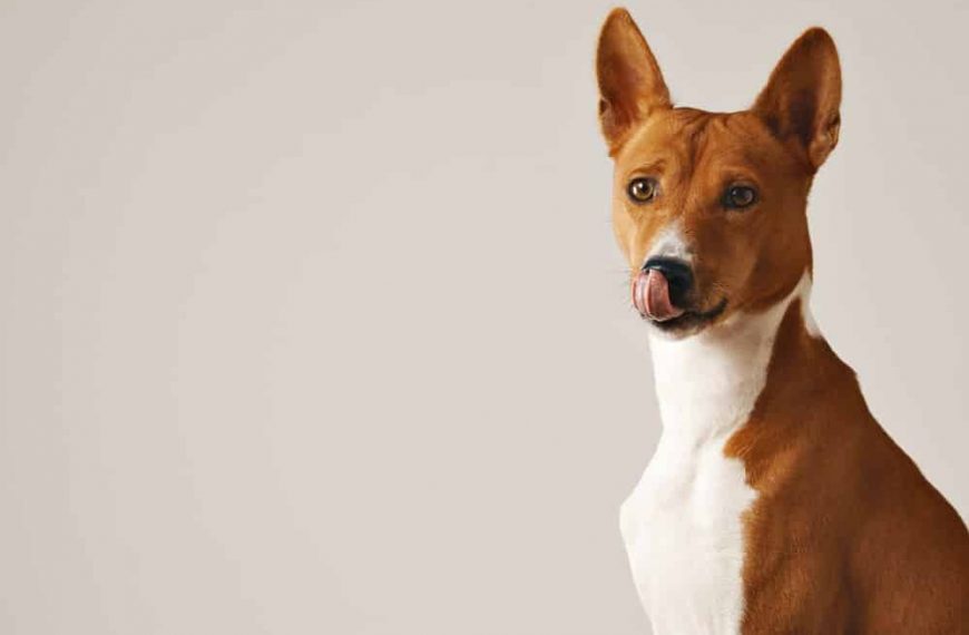 Mi perro saca la lengua continuamente: ¿por qué?