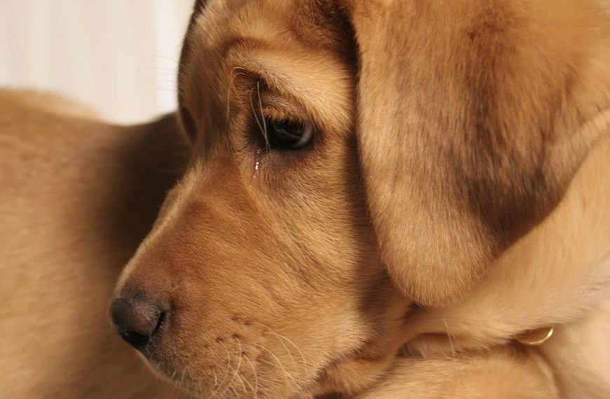 Mi perro tiene ojos llorosos