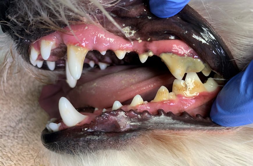 Mi perro tiene problemas con sus dientes