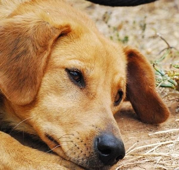 Mi perro tiene sangre en la boca: ¿Qué puedo hacer?