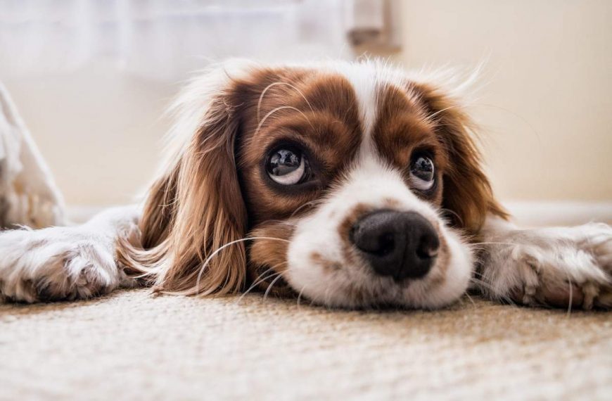 Mi perro tiene una nariz sangrante: ¿Qué puedo hacer?