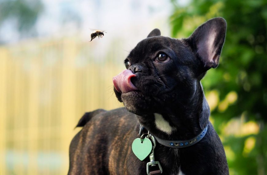 Mi perro y las avispas: ¿qué hacer si le pica una?