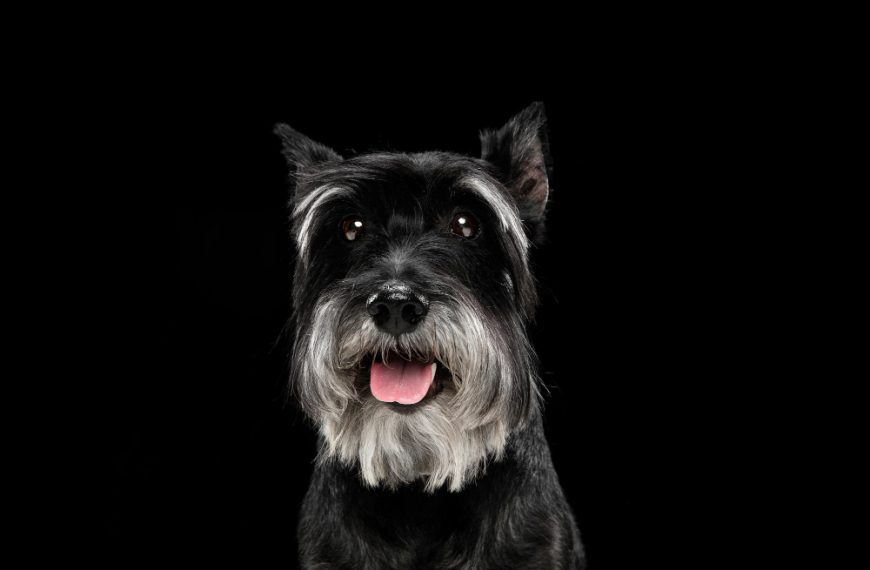 Pimienta y perros: ¿son compatibles?