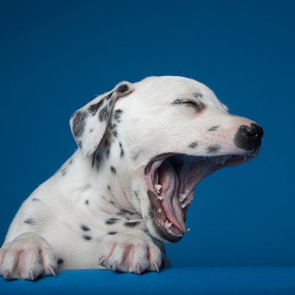 Por qué bosteza un perro