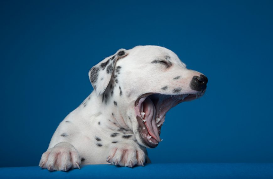 Por qué bosteza un perro