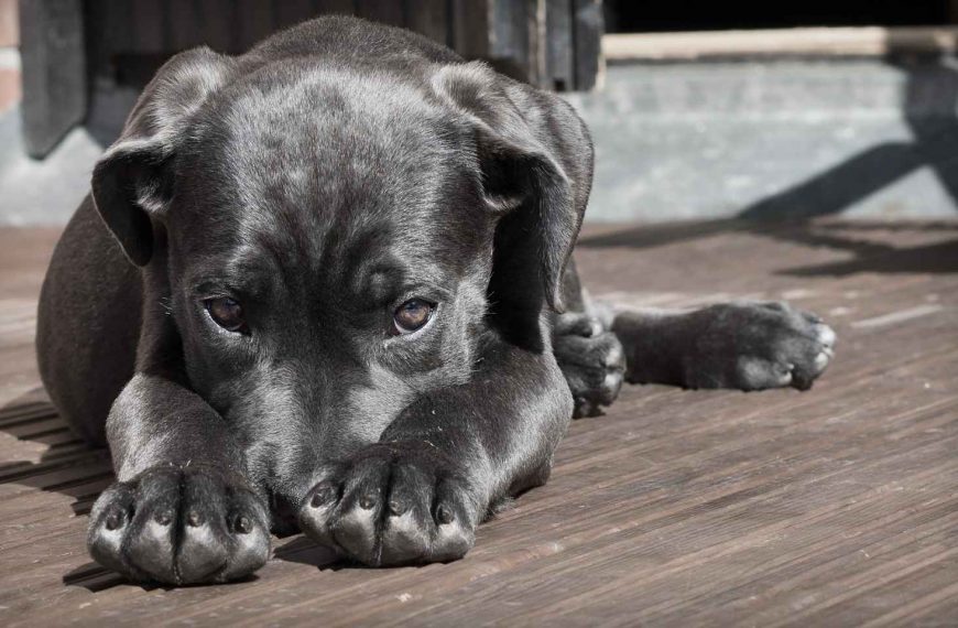 Por qué chupan los perros?