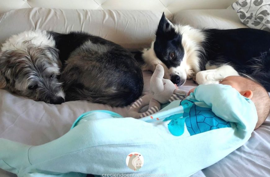 ¿Por qué es malo que un perro duerma mucho?