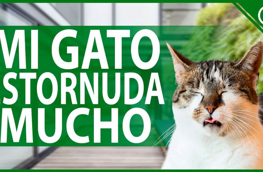 Por qué estornudan los gatos?