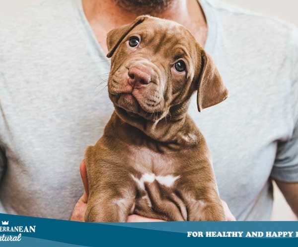 ¿Por qué llora mi perro? ¿Por qué lloran los perros?