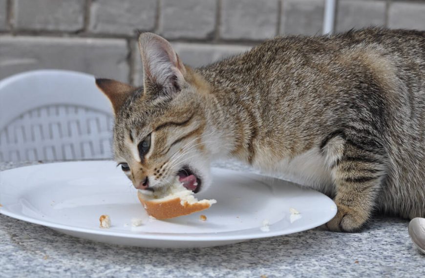 ¿Por qué los gatos abren la boca cuando huelen algo?
