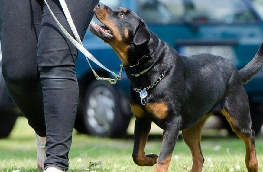Por qué los perros corren como locosPor el territorio