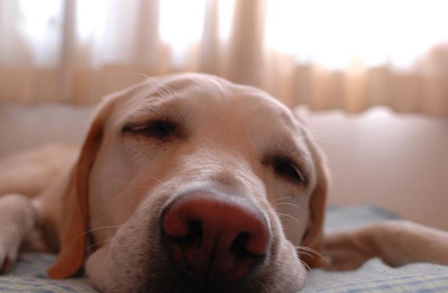 Por qué los perros duermen tanto