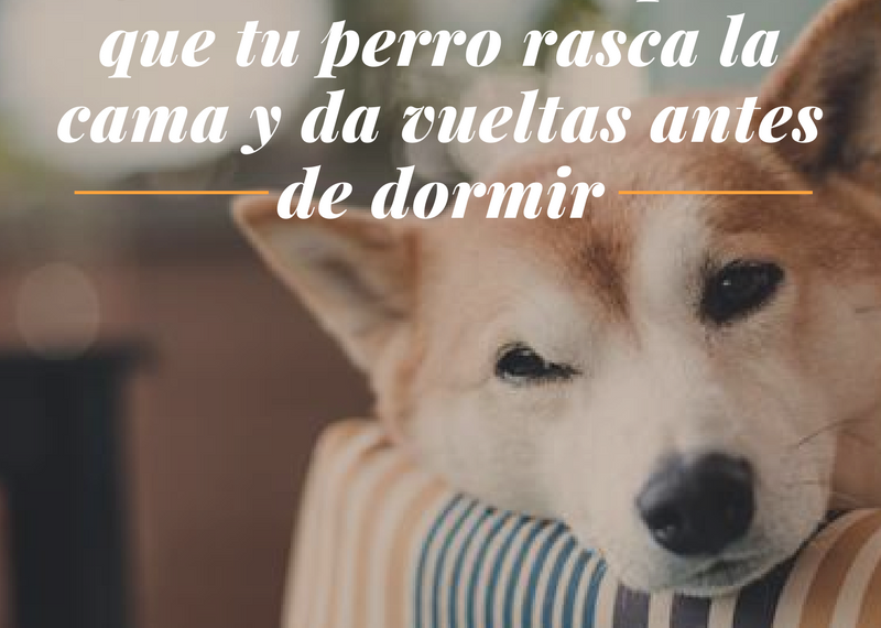 Por qué los perros giran antes de acostarse