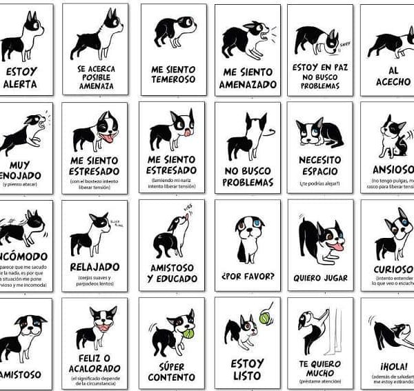 Por qué los perros inclinan la cabeza al saludar