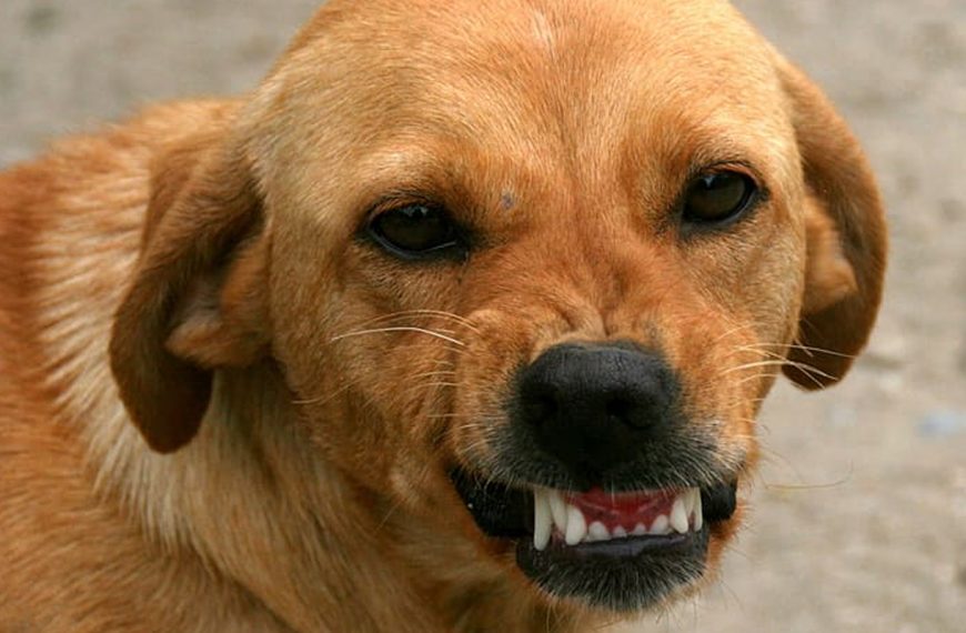 Por qué los perros ladran a otros perros: ¿defensa o dominancia?