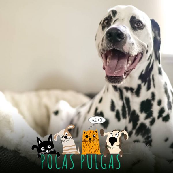 Por qué los perros rascan el piso antes de dormir