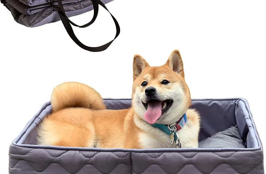 por qué los perros se mean en la cama