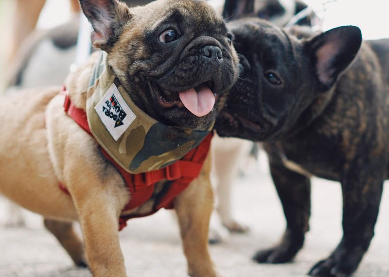 Por qué los perros se orinan cuando ven a alguien