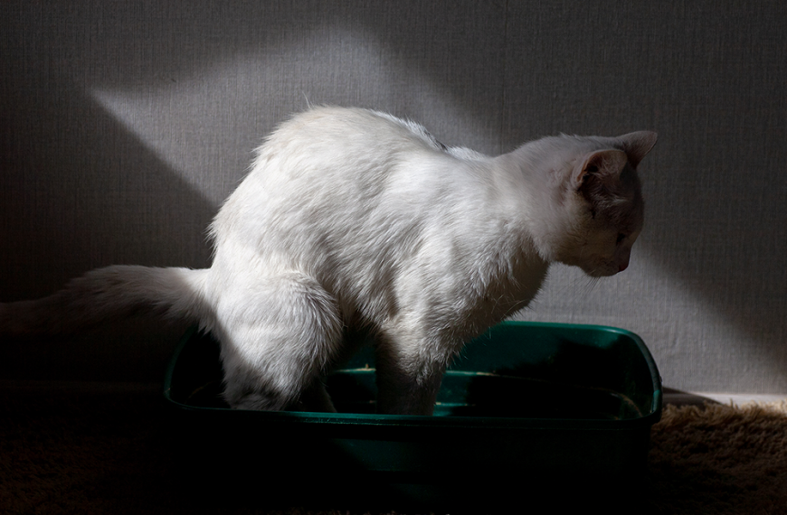¿Por qué mi gato saca la arena del arenero?