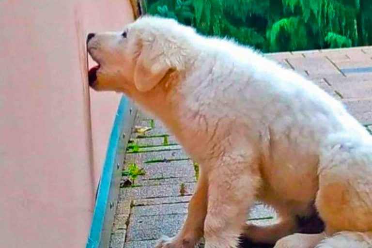 Porque Mi Cachorro Muerde La Pared